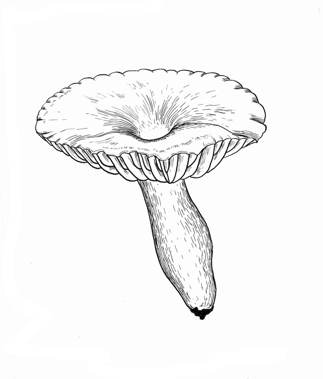 Млечникгигрофоровый – Lactarius hygrophoroides Berk. et M.A. Curtis
